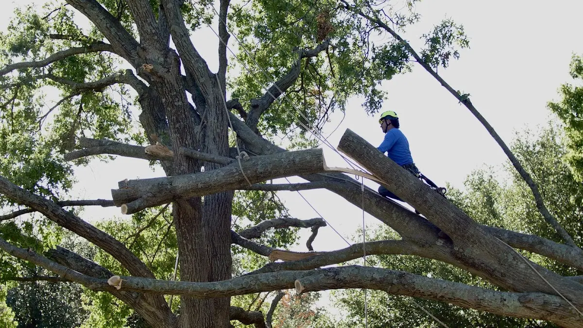 Professional Crown Thinning performed by certified arborists in Centerville